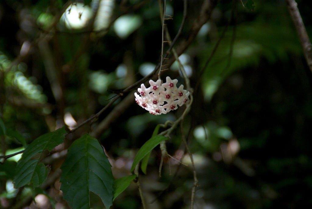 d0053930_5293036.jpg