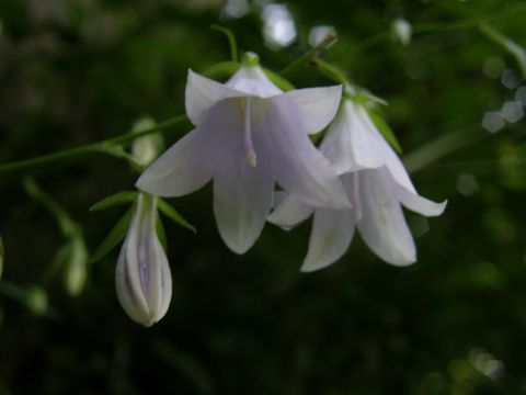 e0145033_18505195.jpg