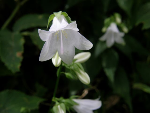 e0145033_18513719.jpg