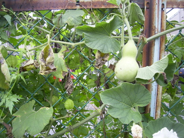 c0002390_2148648.jpg