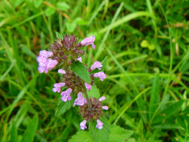 b0025101_10572217.jpg