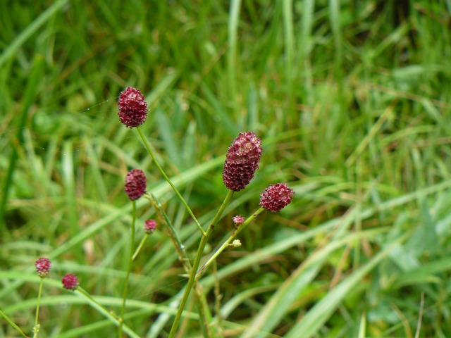 b0025101_10574817.jpg