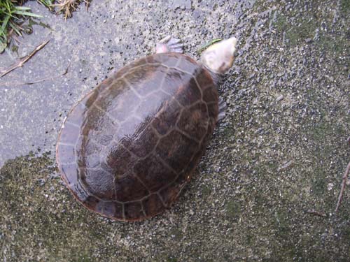 e0119439_0331334.jpg