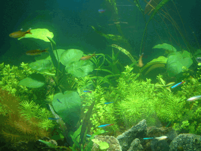d0073643_2101594.gif