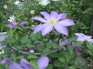 c0145449_17244761.jpg