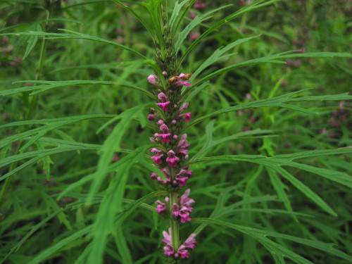c0179351_21441115.jpg