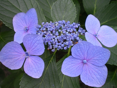 a0066258_22133915.jpg