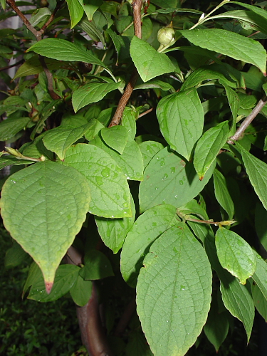 f0166066_1222861.jpg