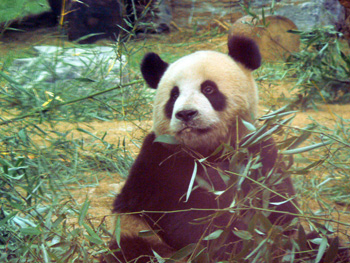 b0014587_9503741.jpg