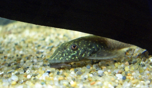 c0074591_16373387.jpg