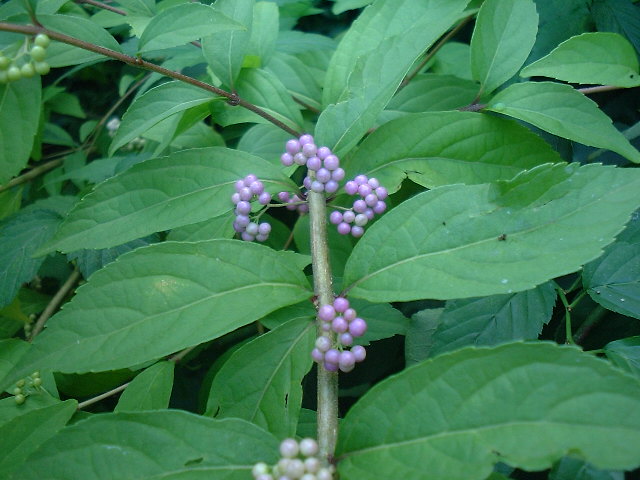 f0173908_719521.jpg