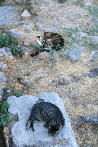 f0077159_1913615.jpg