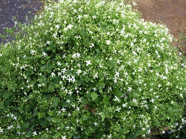e0105760_21421996.jpg