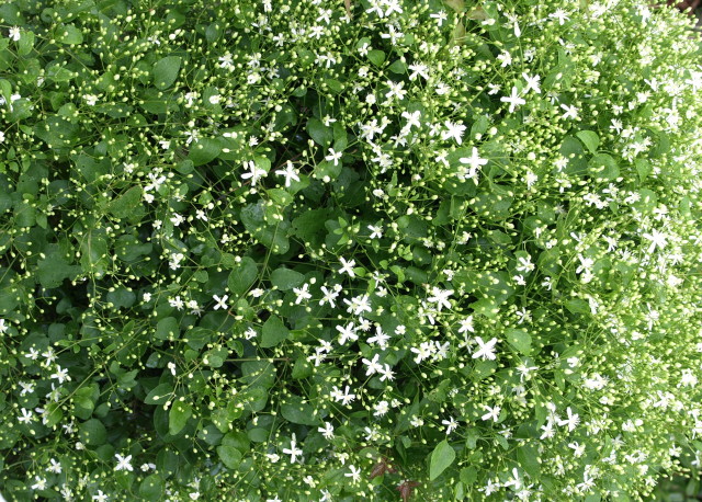 e0105760_2142334.jpg