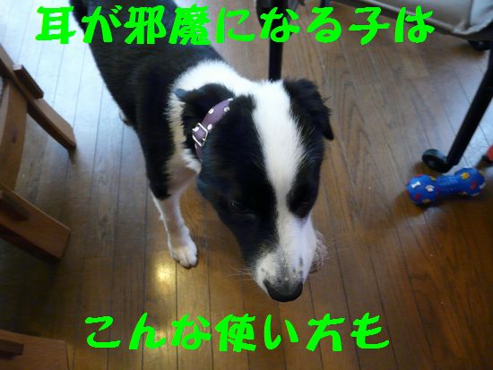 a0100564_8444450.jpg