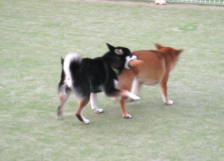c0171368_22284923.jpg