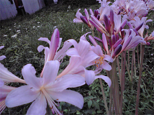 f0089079_442583.jpg