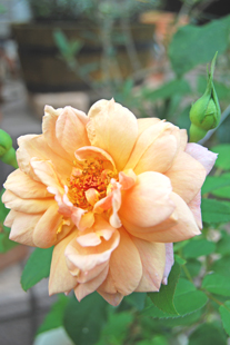 a0062983_22592569.jpg