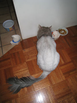 f0068883_1532759.jpg