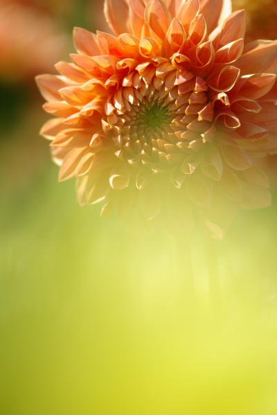 e0051186_2015781.jpg
