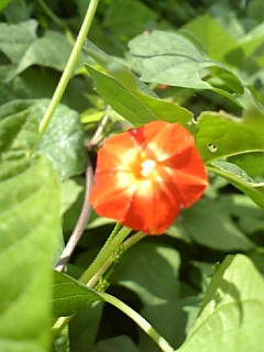 e0133087_156566.jpg
