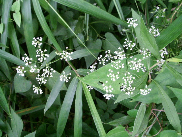 e0025300_14503256.jpg