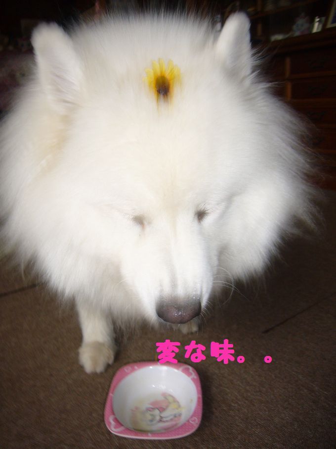 e0018604_1444305.jpg