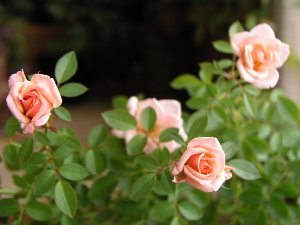 b0031925_1101649.jpg