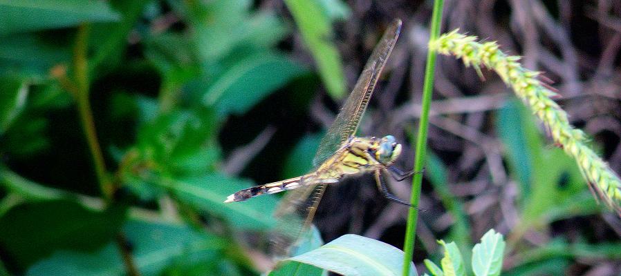 d0118729_0553989.jpg