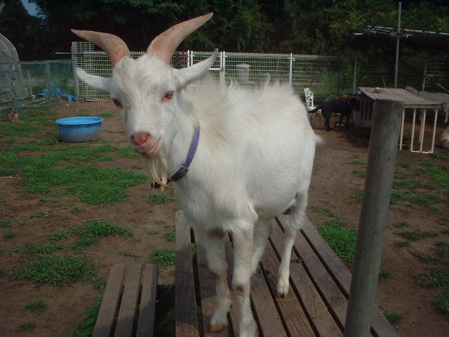 a0061845_15132462.jpg