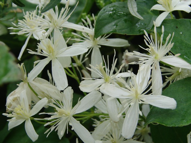 b0061261_21353838.jpg