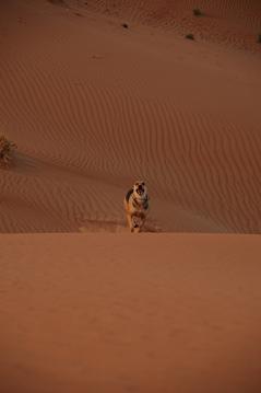 e0066474_2123187.jpg