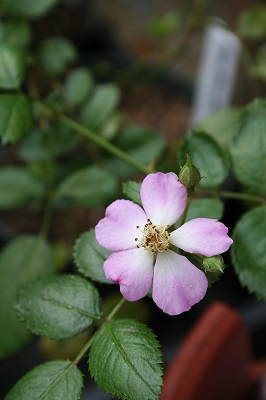 e0024385_12252233.jpg