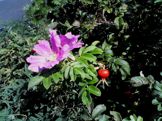 a0007388_14122785.jpg