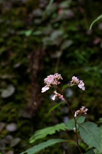 b0080789_2331285.jpg