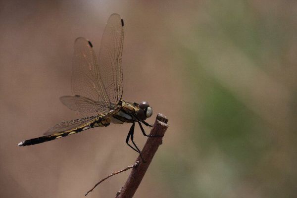d0152960_2001523.jpg
