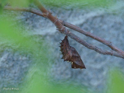 b0078874_15154376.jpg