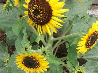 e0100275_02022100.jpg