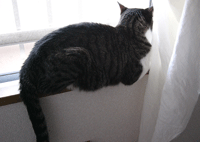 a0007078_1246148.gif