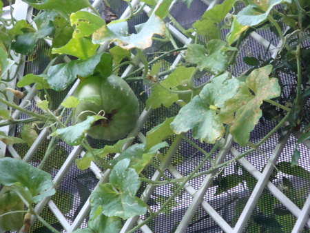 e0008586_875690.jpg