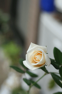 d0100192_23132551.gif
