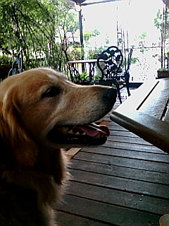 c0154793_1411124.jpg