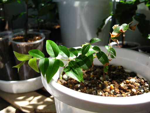 ジャボチカバ幼苗, a joboticaba seedling