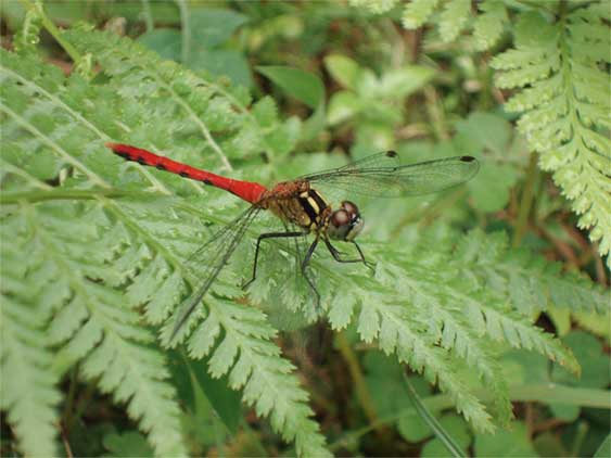 a0061599_7502390.jpg