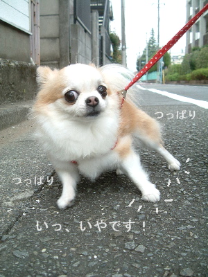 a0079803_1491134.jpg