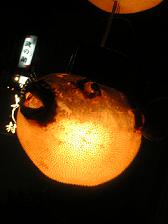 e0022948_2303411.jpg