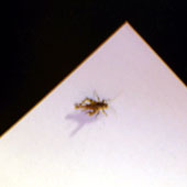 d0029958_2059377.jpg