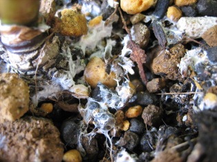 e0096862_18452749.jpg