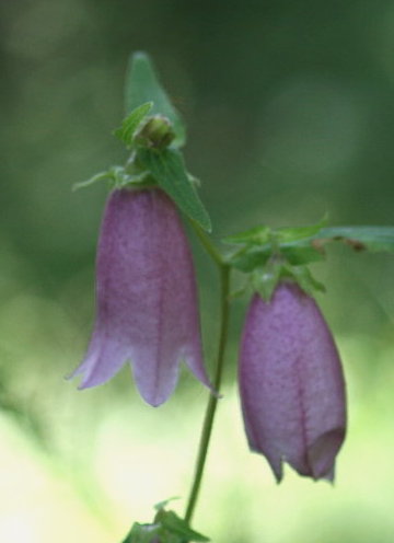 f0181173_1242621.jpg