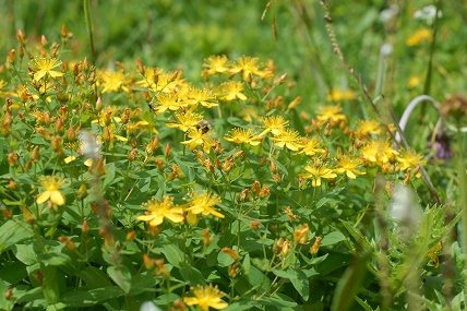 e0054067_219319.jpg